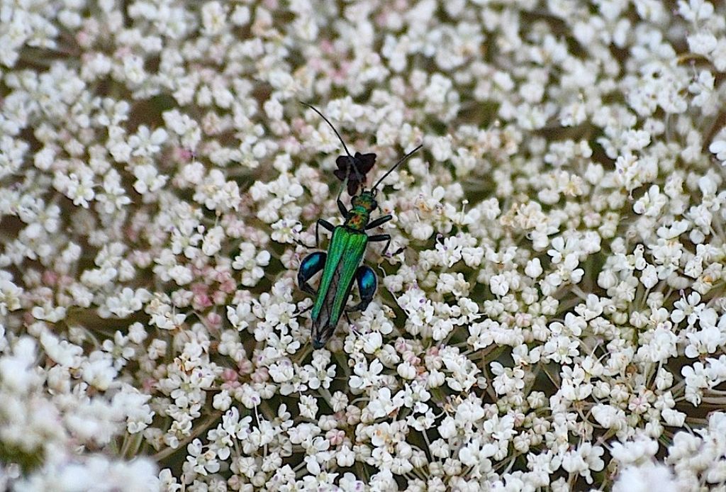 Oedemera nobilis